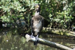 Phalacrocorax carbo - Kormoran